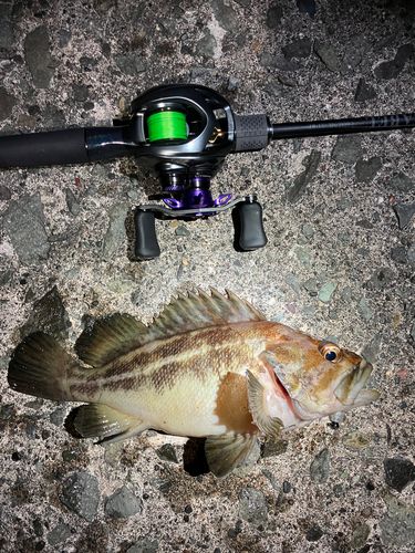 シマソイの釣果