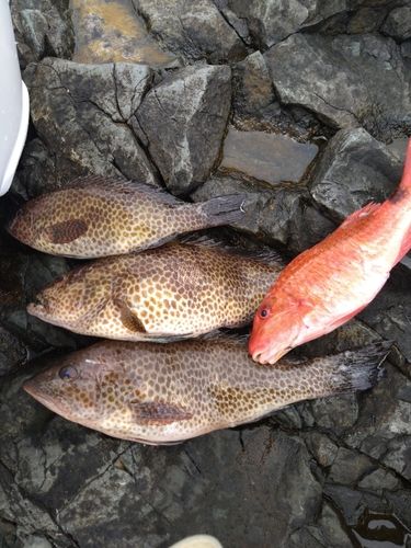 オオモンハタの釣果