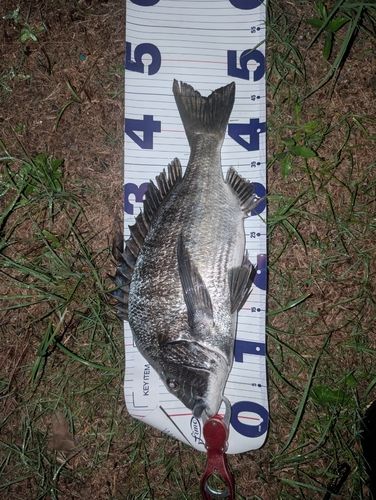 チヌの釣果