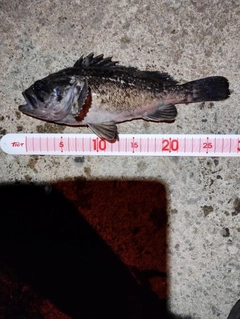 クロソイの釣果