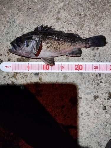 クロソイの釣果