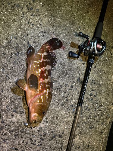 キジハタの釣果