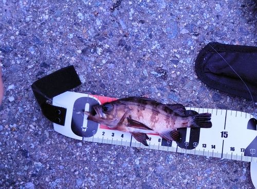 メバルの釣果