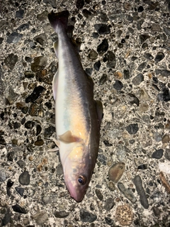 コマイの釣果