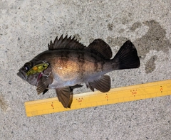 メバルの釣果