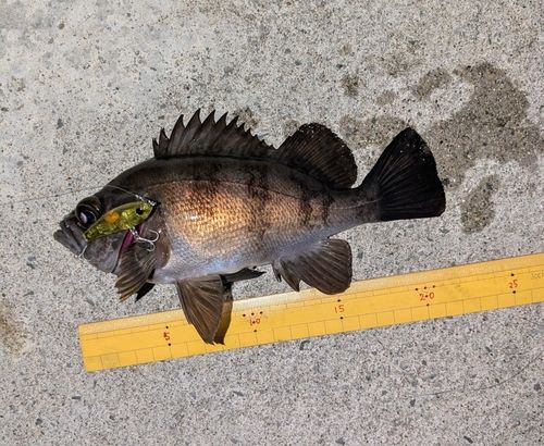 メバルの釣果
