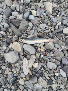 ウルメイワシの釣果