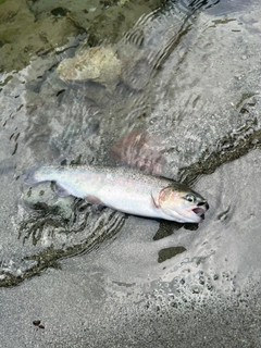 ニジマスの釣果