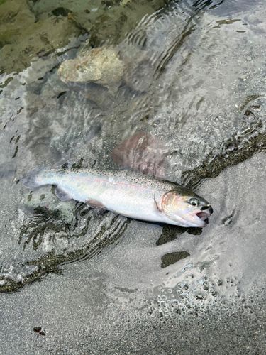 ニジマスの釣果