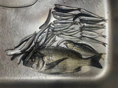 クロダイの釣果