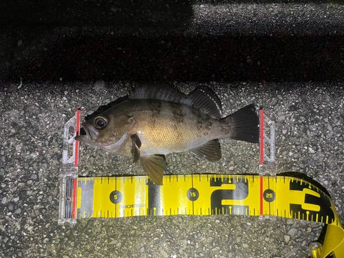 ウスメバルの釣果