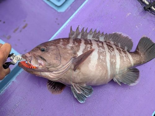 マハタの釣果