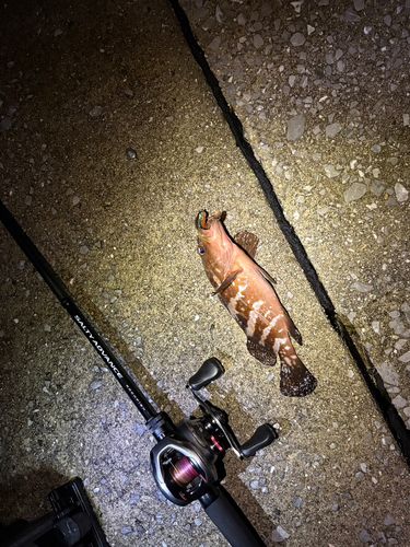 キジハタの釣果
