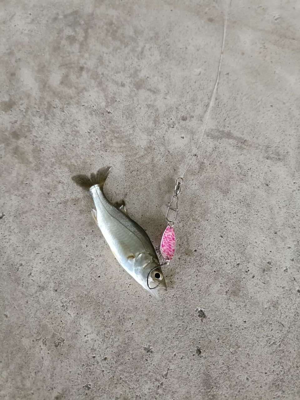 シーバスの釣果写真