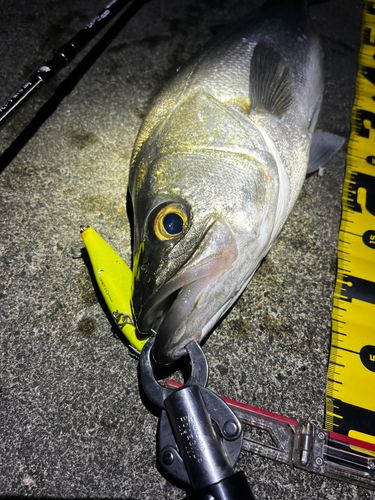 シーバスの釣果