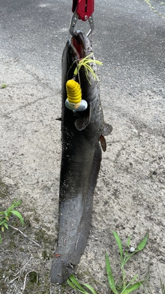 ナマズの釣果