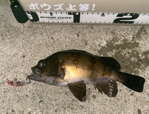 メバルの釣果