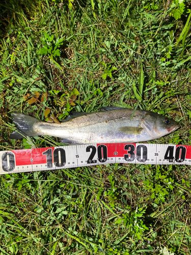 フッコ（マルスズキ）の釣果