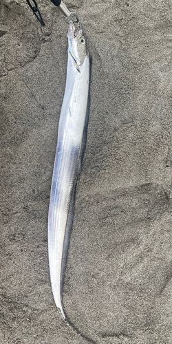 タチウオの釣果