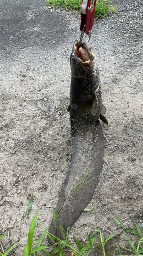 ナマズの釣果