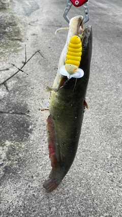 ナマズの釣果