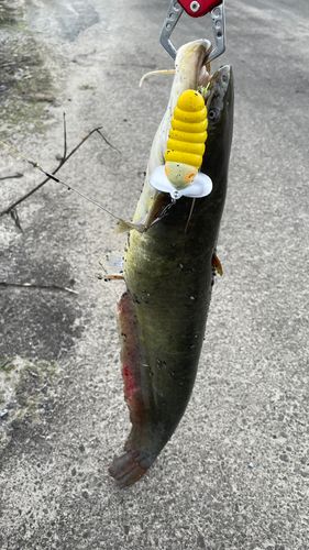 ナマズの釣果