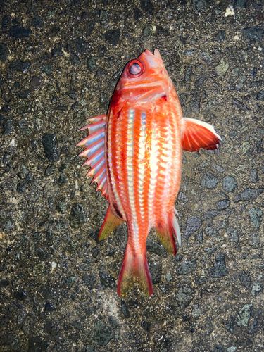 アヤメエビスの釣果