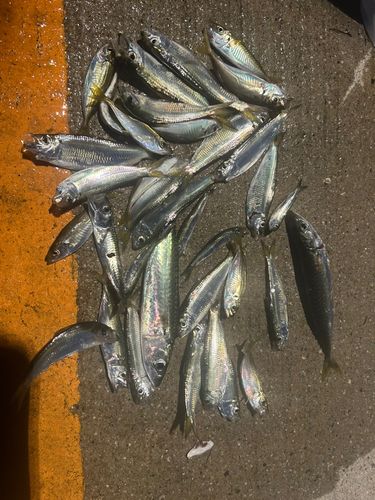 釣果