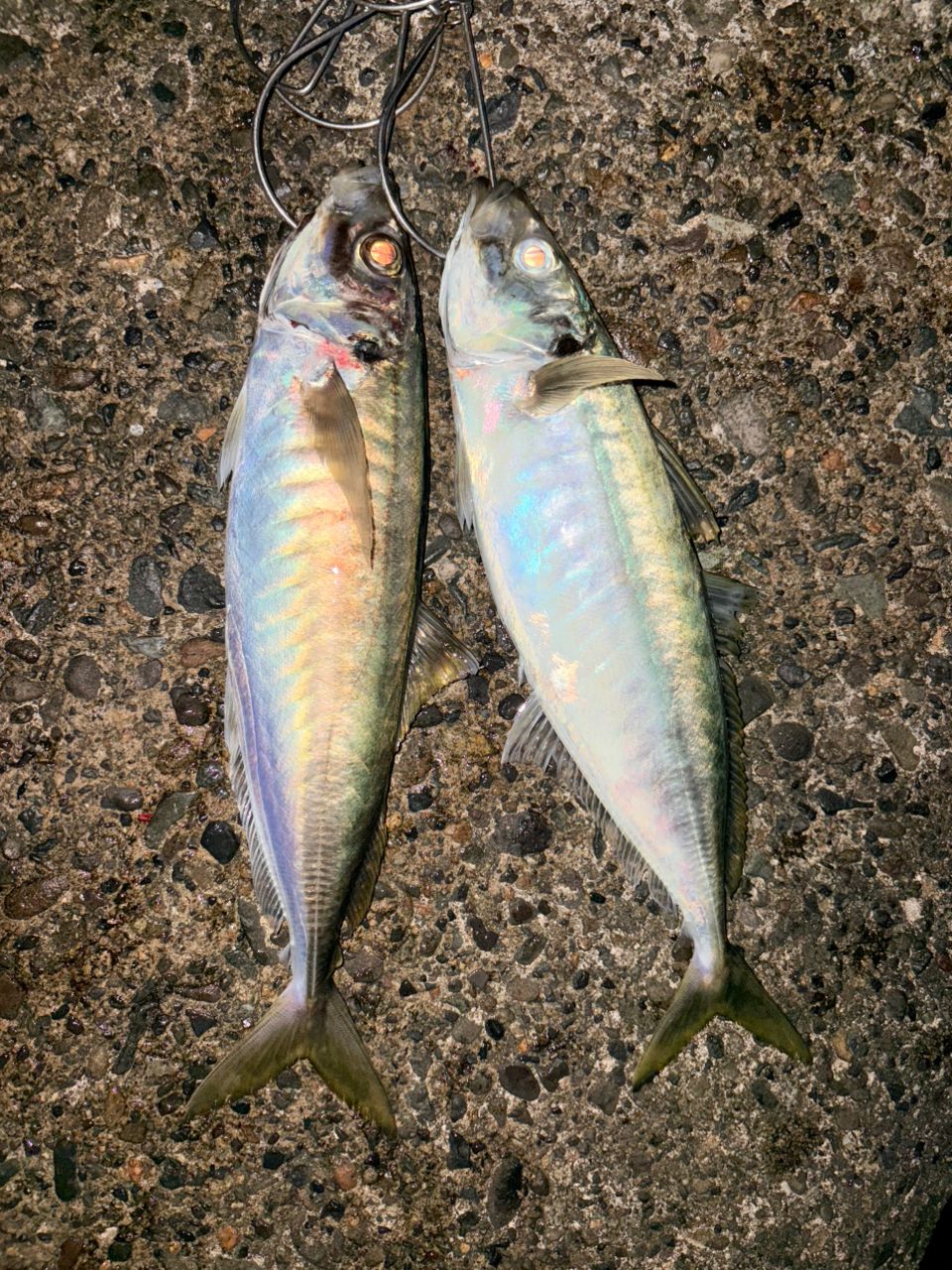 SHIMANO 23ソアレ BB S76L-Sの最安値・インプレ・釣果 | 本音の口コミ