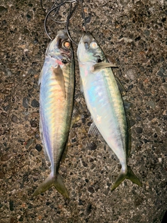 マルアジの釣果