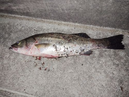 セイゴ（マルスズキ）の釣果