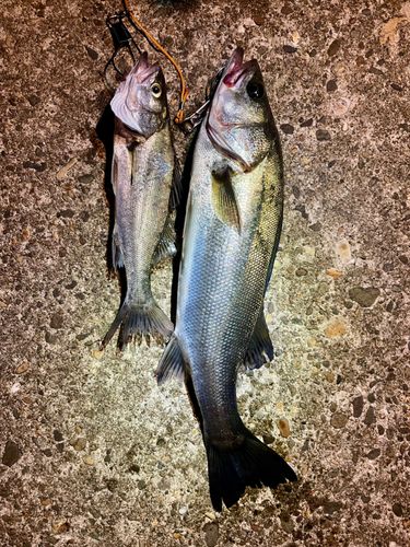 シーバスの釣果
