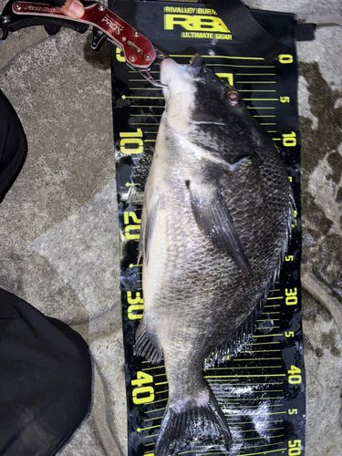チヌの釣果