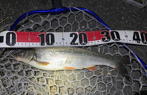 マルタウグイの釣果