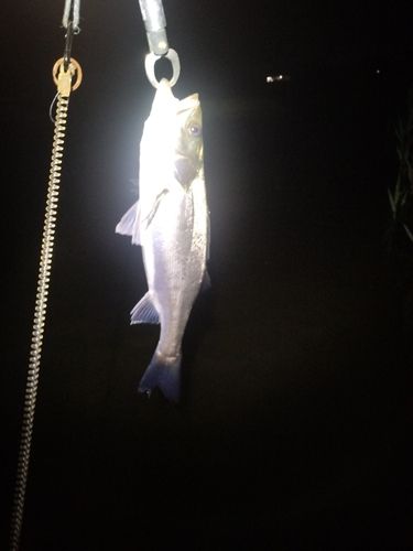 釣果