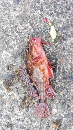 カサゴの釣果