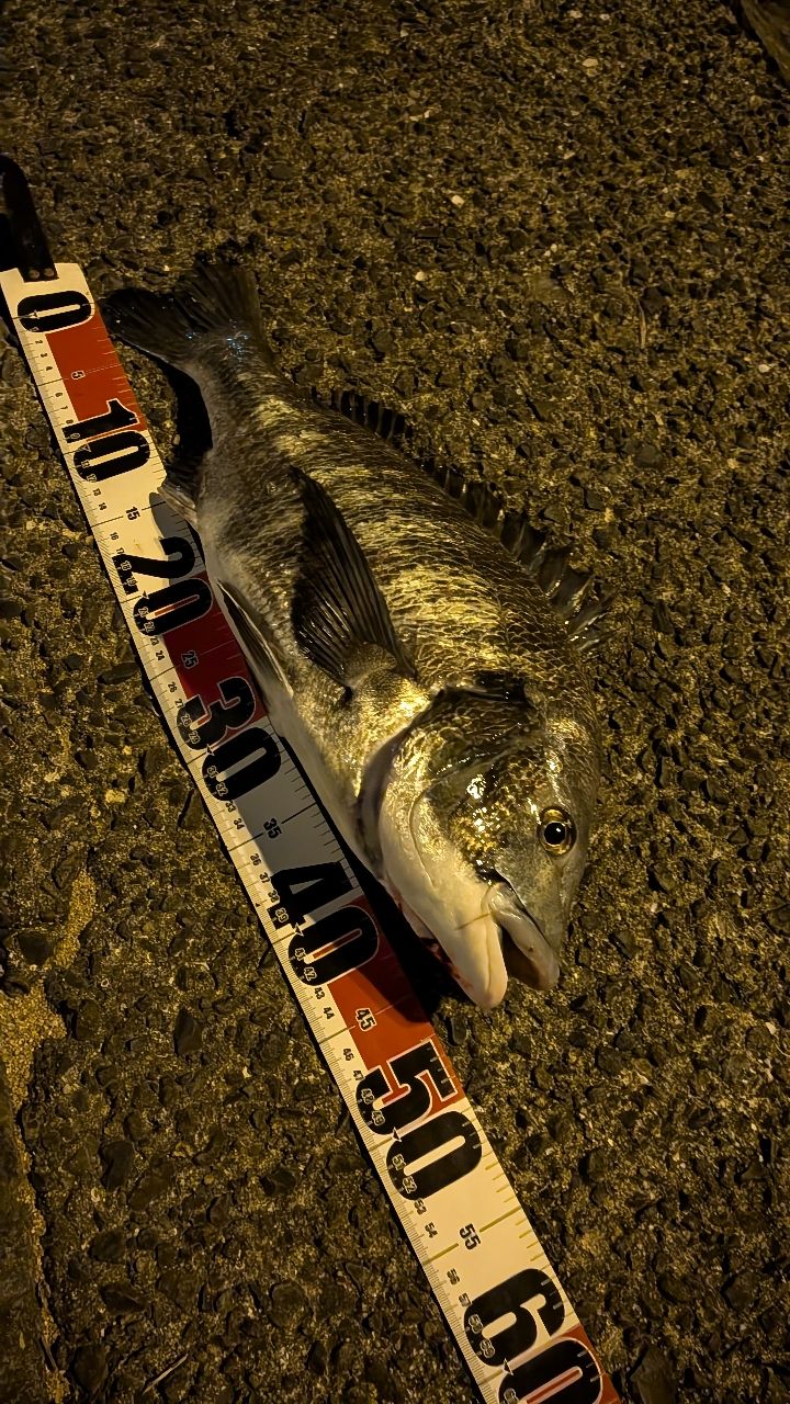 チヌの釣果写真