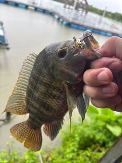 ティラピアの釣果