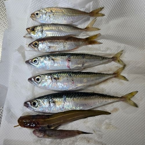 アジの釣果
