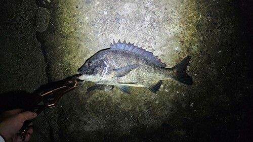 チヌの釣果