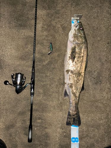 シーバスの釣果
