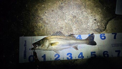 シーバスの釣果