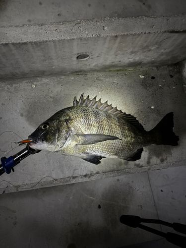 チヌの釣果