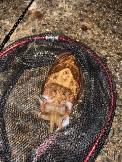 モンゴウイカの釣果