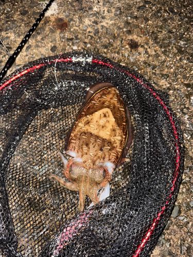 モンゴウイカの釣果