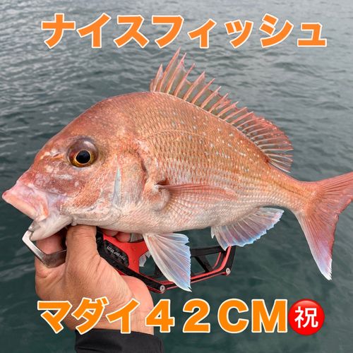マダイの釣果