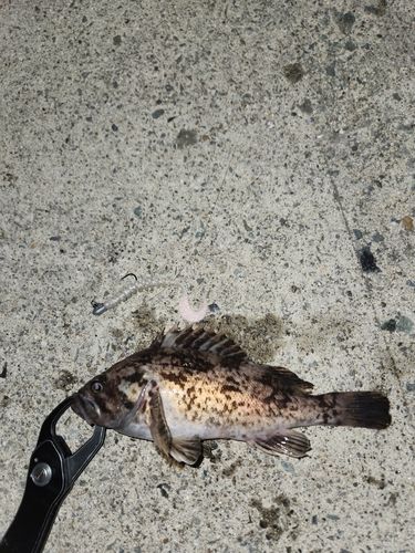 クロソイの釣果