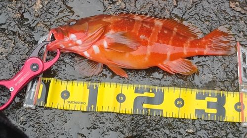 アカハタの釣果
