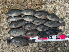クロの釣果