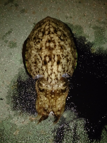 マツバイカの釣果